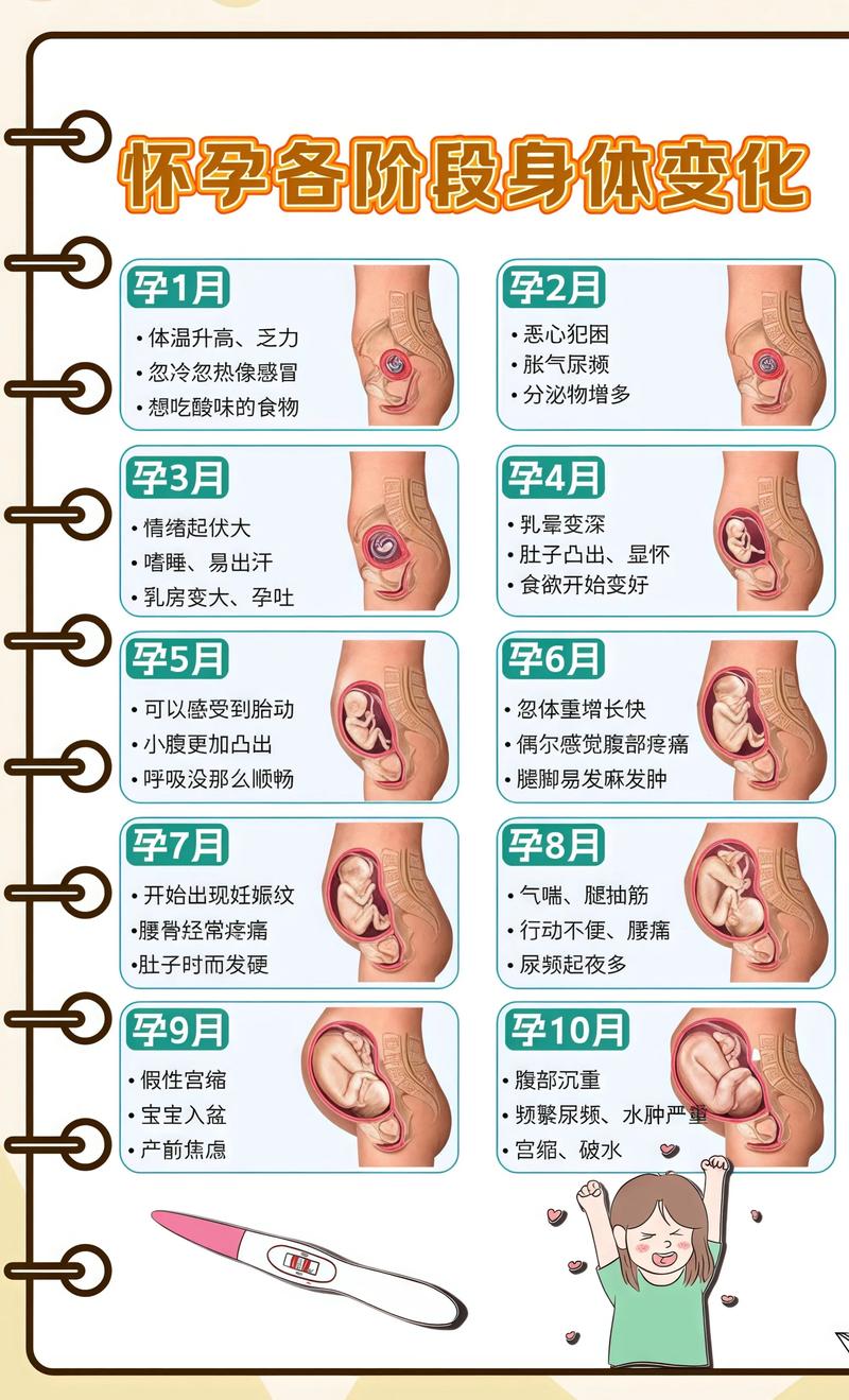 揭秘供卵代孕妈妈怀孕小腹分两节，孕期变化的奥秘湖北代生机构: